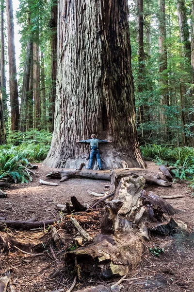 Trying to Span a Redwood Tree at Redwoods National Park