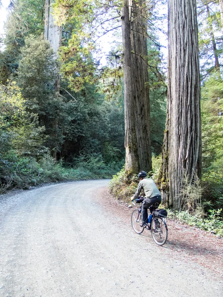 Cyclist in Redwoods National Park