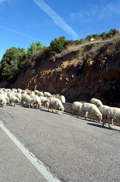 Running sheeps on the road in Sardinia