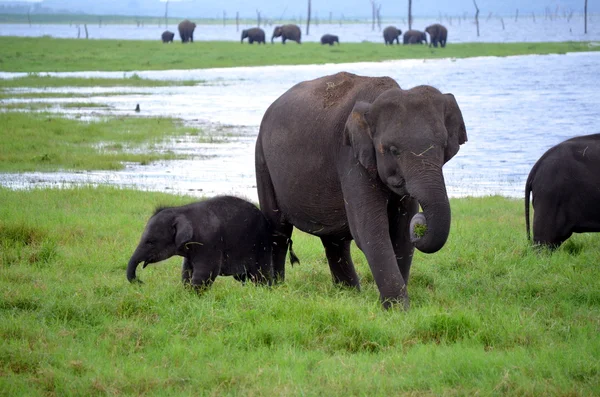 Family of indian elephants with a young elephant