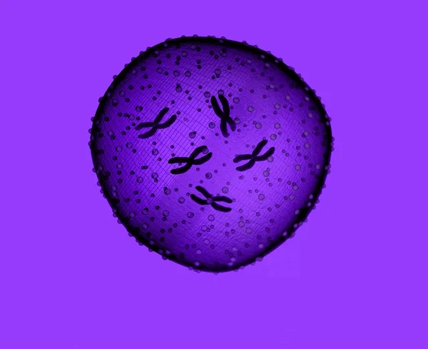 RoseMicrobe purple