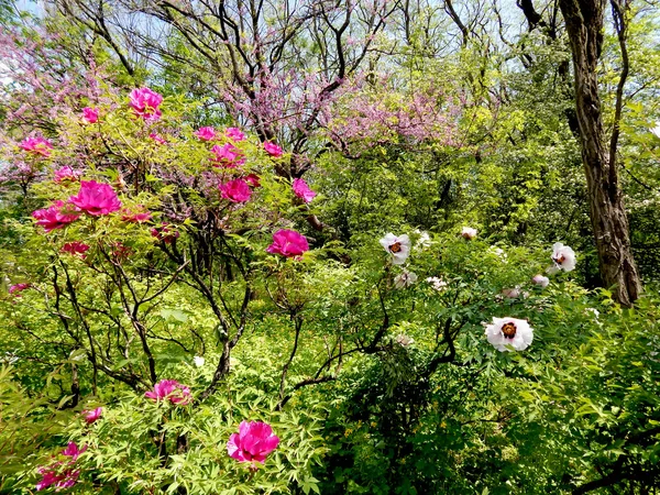 Beautiful view of the peonies and blossoming trees