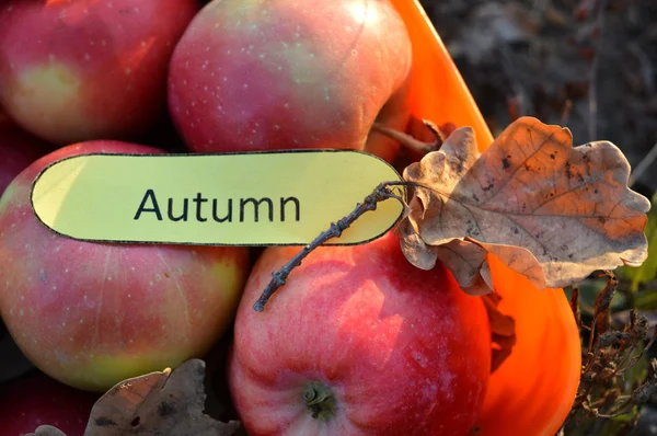 Bowl of apples in the light of the setting sun and paper with word Autumn, beautiful autumn still life