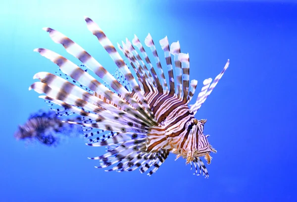 Beautiful zebra fish or striped lionfish in the aquarium