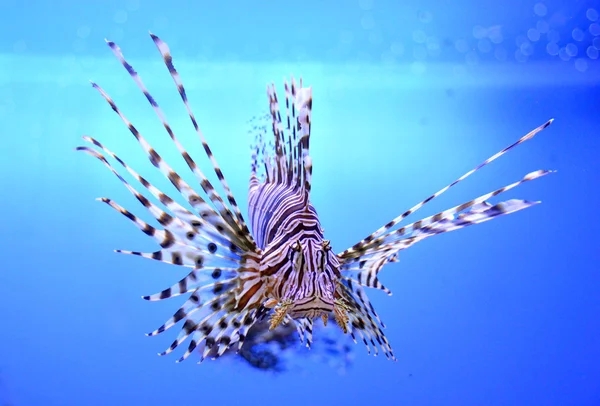 Beautiful zebra fish or striped lionfish in the aquarium