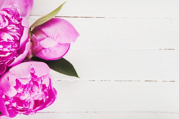 Fresh pink peony flowers on a white background. Space for text.