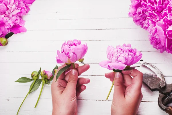 Fresh pink peony flowers on a white background. Space for text.