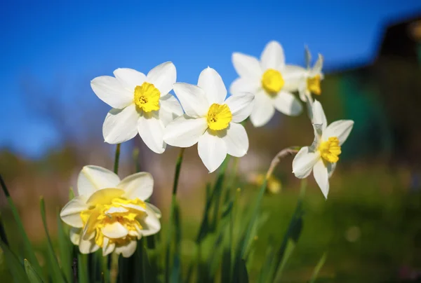 Bright blooming narcissus