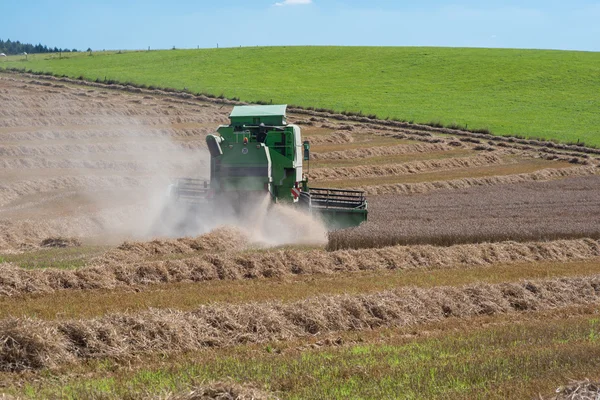 Big harvester is harvesting grain on the field