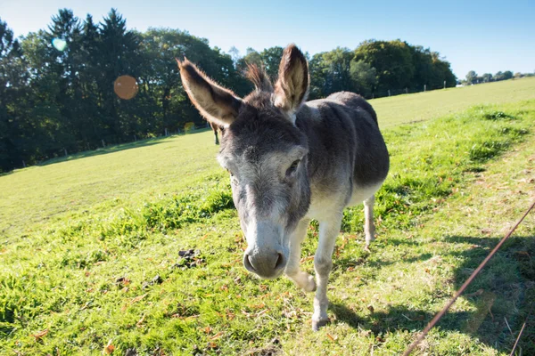 Donkey walking on the meadow and eating