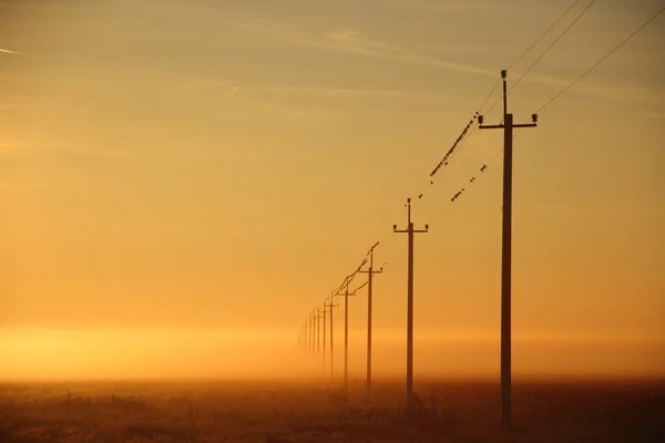 Power lines at dawn in the mist