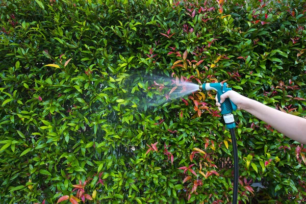 Hose nozzle spraying water on plants outdoors