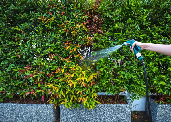 Hose nozzle spraying water on plants outdoors