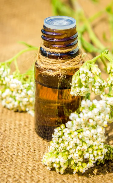 Essential yarrow oil A small bottle (herbal tincture, tincture, extract)