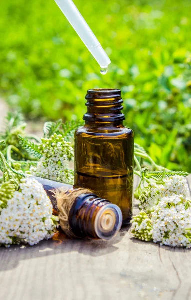 Essential yarrow oil. infusion, extract, decoction, treatment.