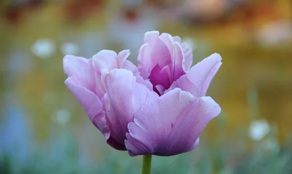 Lilac tulip on a multi-colour background