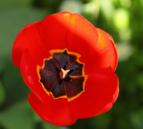 Close-up spring flower Tulip, carpel and stamen with pollen