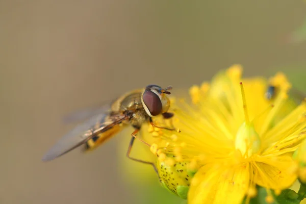 Hoverfly( Episyrphus balteatus) on Hypericum flowers