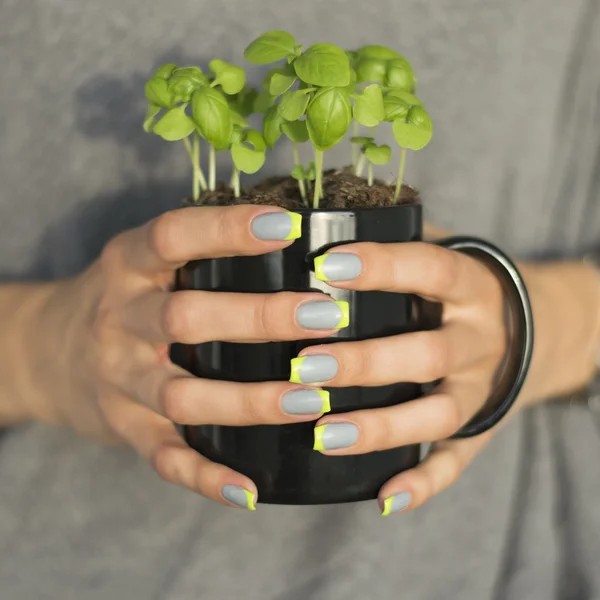 Women hands holds black mug with small growing basil plant, beautiful gray and green manicure