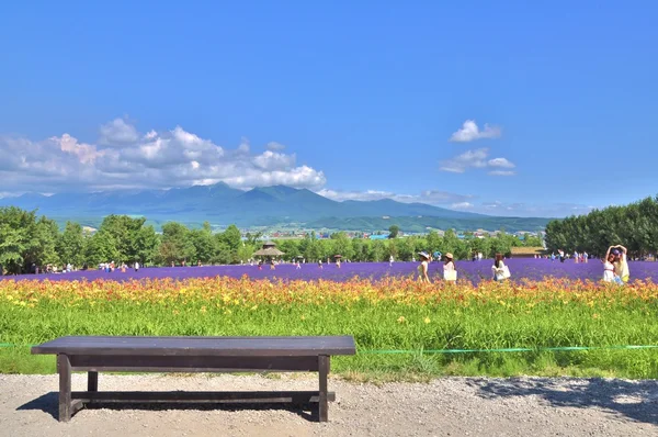 Wooden bench in front of rainbow flower field
