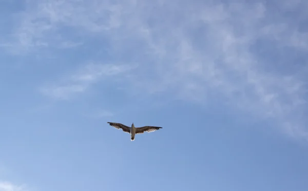 Seagull soaring in the sky