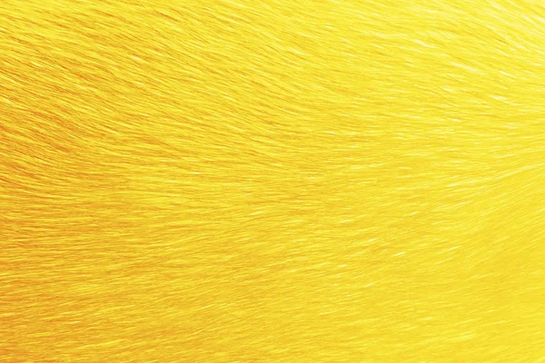 Animal hair dye in golden