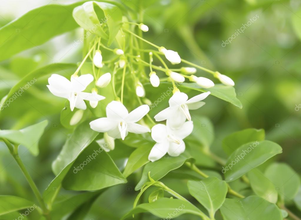 What Are The White Flowers Called Flower White Flowers Called Orange Jessamine Stock Photo Kamontad999