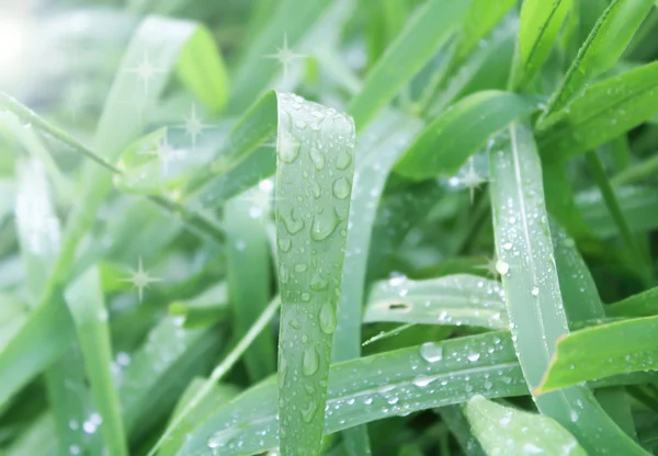 Grass, dew drops