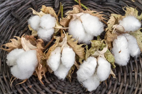 Cotton - Gossypium hirsutum L. in basket