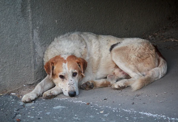 Sad homeless dog lying on the pavement. Pets