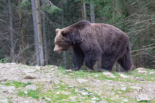 Brown bear walking along the forest. Animals