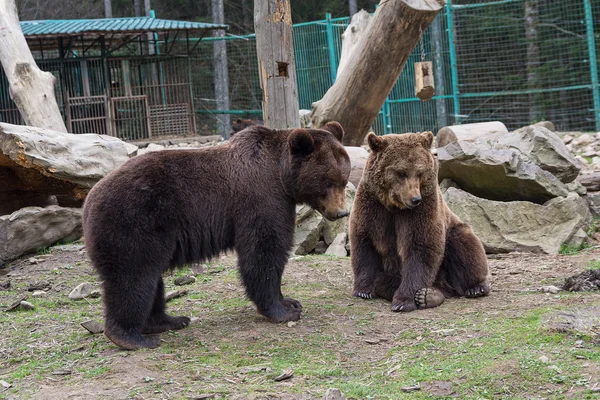 Two brown bears are in captivity. Animals