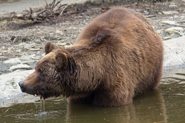 Brown bear bathing in the pond. Animals