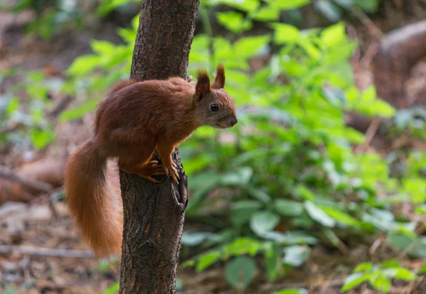 Red squirrel sitting on a tree in autumn park