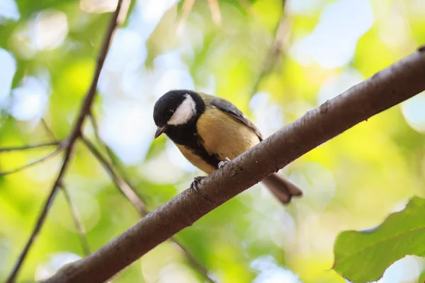 Bird sitting on a branch in the forest