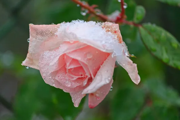 Rose sheltered snow. Flowers and gardens