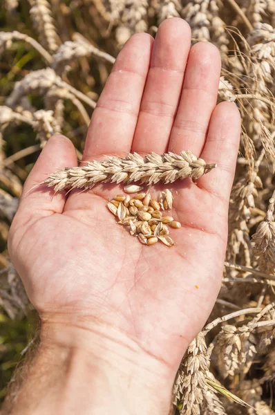 Grain and ear of wheat on hand