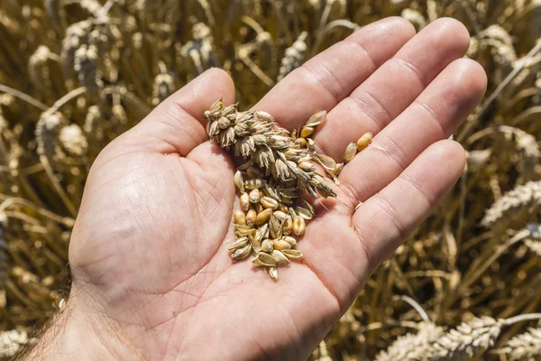 Grain and ear of wheat on hand