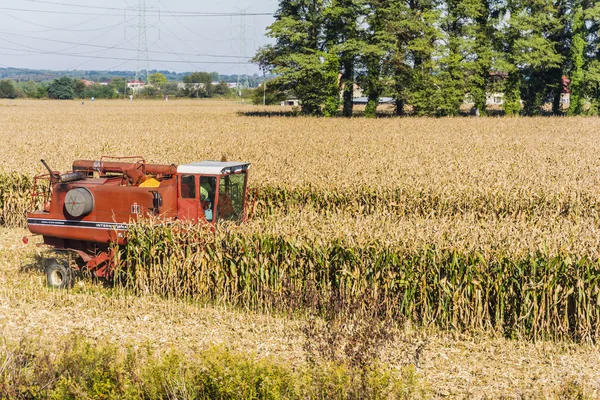 Combine harvester during harvesting corn