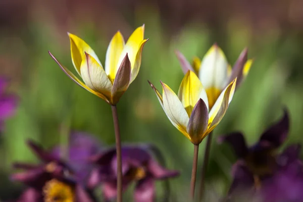 Spring flowers, tulips background