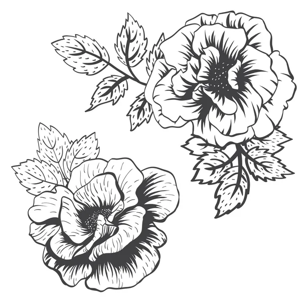 Vector roses