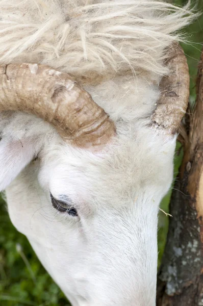 Ram horns while eating grass grazing