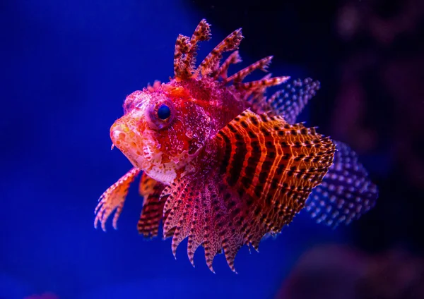 Exotic brightly decorated with red-orange fish