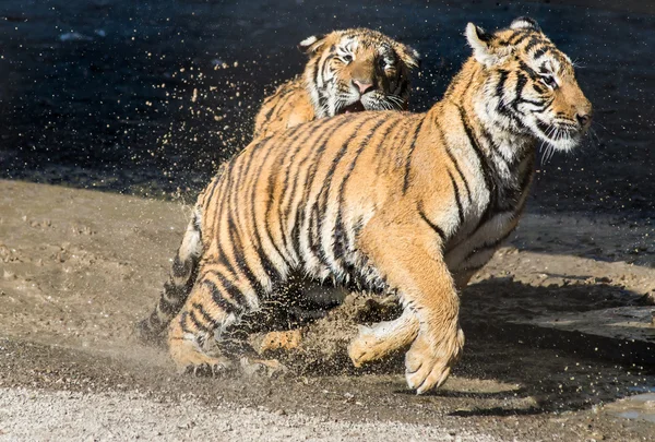 One young tiger runs after the other - playing in the water