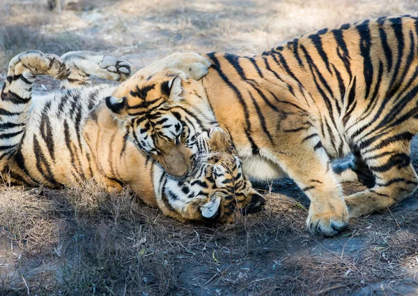 Two tigers play and fight