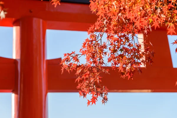 Red maple leaf in front of Tori in mid autumn Japa