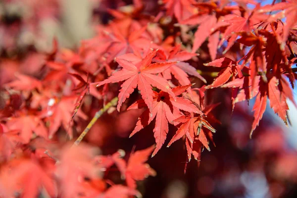 Red and orange maple leaf in mid autumn Japan