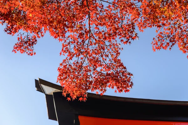 Red maple leaf in front of Tori in mid autumn Japa