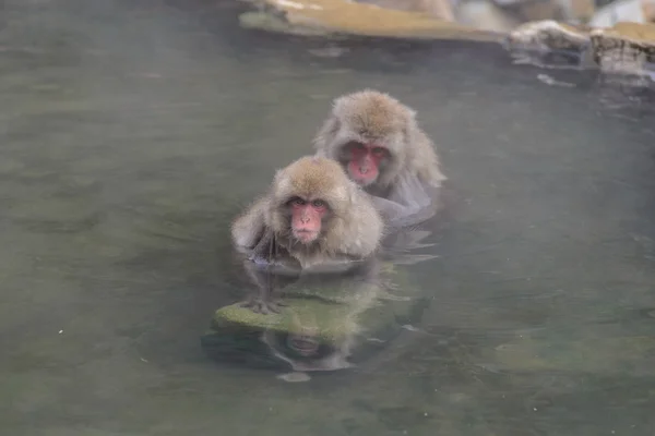 Monkey in Jigokudani Monkey Park  or Snow Monkey, Grooming