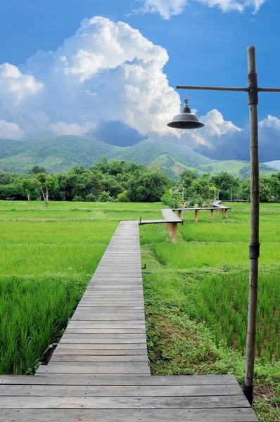 Wood path over rice fields